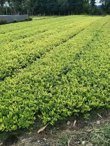 网球拍线断了怎么处理好
